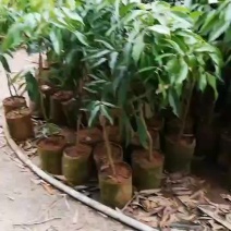 四川成都荔枝苗基地，批发优质占地无核荔枝苗，带绿，晚熟苗