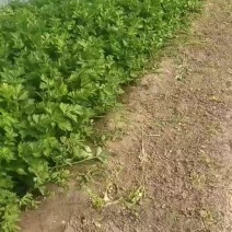 芹菜