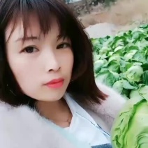 甘蓝