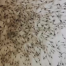 基围虾苗南美白对虾虾苗苗场直供淡水虾苗一代快大虾苗包邮