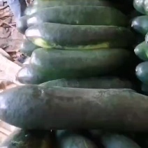 黑皮地冬瓜，产地一手货源，欢迎采购！