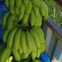 香蕉，老米蕉，苹果蕉，量大，每日行情不同