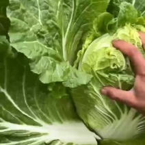 黄心菜
