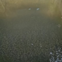 水产，鱼苗