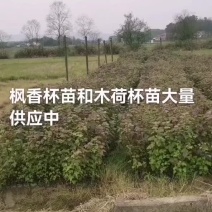 树苗