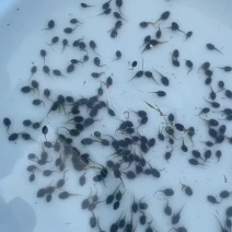 出售牛蛙小四脚，牙签苗，绿豆苗.小四脚.