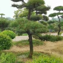 苗圃批发精品移植黑松造型黑松临水黑松长飘黑松庭院景观黑松
