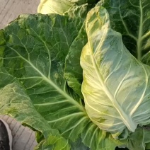 尖包菜牛心菜