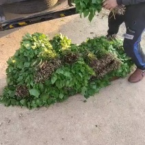 野生大叶芹反季节山野菜