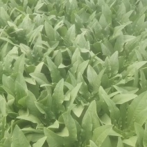 青菜毛白菜生菜油麦菜