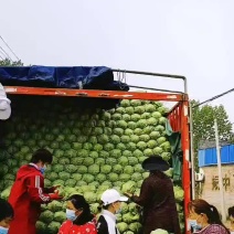 河北万亩甘蓝基地现已大量上市供应绿甘蓝松软绿甘蓝