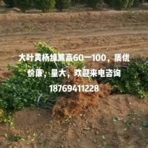 60高大叶黄杨苗