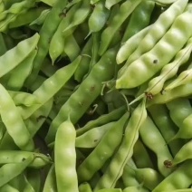 九月青油豆角