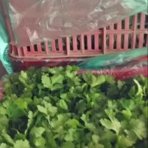 香菜