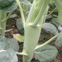菜心芥蓝