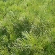 优质云南松大袋（杯）苗