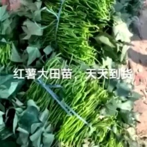 普薯32