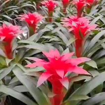 鸿运当头盆栽小红星办公室开红花卉绿植物大型好养凤梨平头红