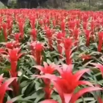 鸿运当头盆栽水培植物办公室内绿植客厅好养带花卉大盆新红星