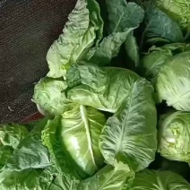 尖包牛心甘兰