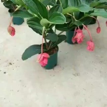荷兰进口宝莲灯基地批发