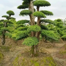 苗圃供应精品造型小叶雨贞桩多杆小叶雨贞景观桩景量大从优