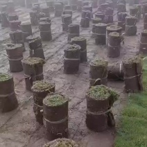 草坪草台湾草马尼拉草