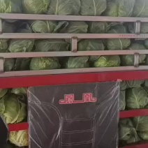 甘蓝大量上市