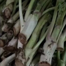 苦龙芽