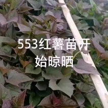 北京553红薯苗，，保质量保售后，运费自付。