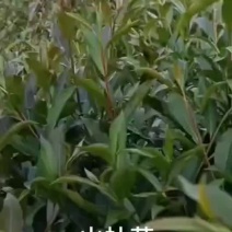 山杜英苗绿化大苗布袋复绿苗木1米-3米高