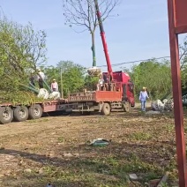 18公分退林香樟，各种质量，规格都有现货，黑土田苗，无底