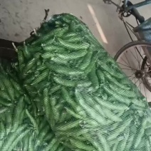 精品蚕豆产地发货一手货源批发品质保证价格优惠