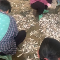 龟石水库新鲜冻板小餐条