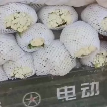 松花