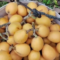 枇杷基地找客户