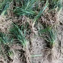产地供应优质小叶麦冬草中叶麦冬草大叶麦冬草量大从优批发