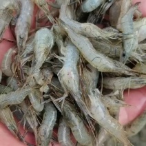 各种规格速冻河虾质量保证