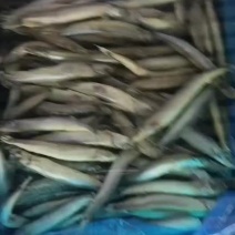 工厂直销一手货源，各种规格的多春鱼，公体母体单冻板
