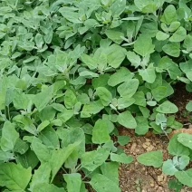 灰灰菜灰条菜大量上市新鲜产品