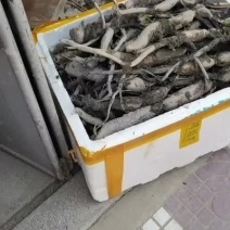 莲子种苗