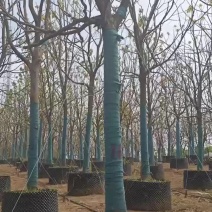 12公分精品香樟，全冠，骨架，容器，大量有货，退林还耕