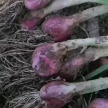 小香葱