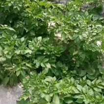 徐州大棚土豆