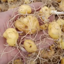 黄精种苗每年挖几百万棵黄精苗卖，价格批发价大量卖黄精芽头