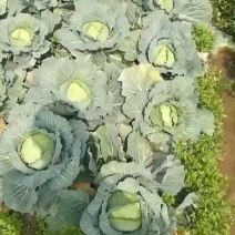 精品扁包菜100亩，需要的可以联系。上海奉贤区包菜！