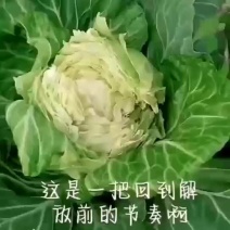 加工厂养殖场甘蓝