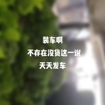 大叶芹反季节山野菜