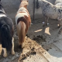 德宝矮马进口舍特兰矮马可出售可租赁可以包邮