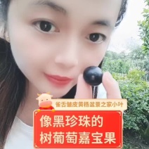 树葡萄嘉宝果杯苗有带黑色营养杯发货南北方适合栽种